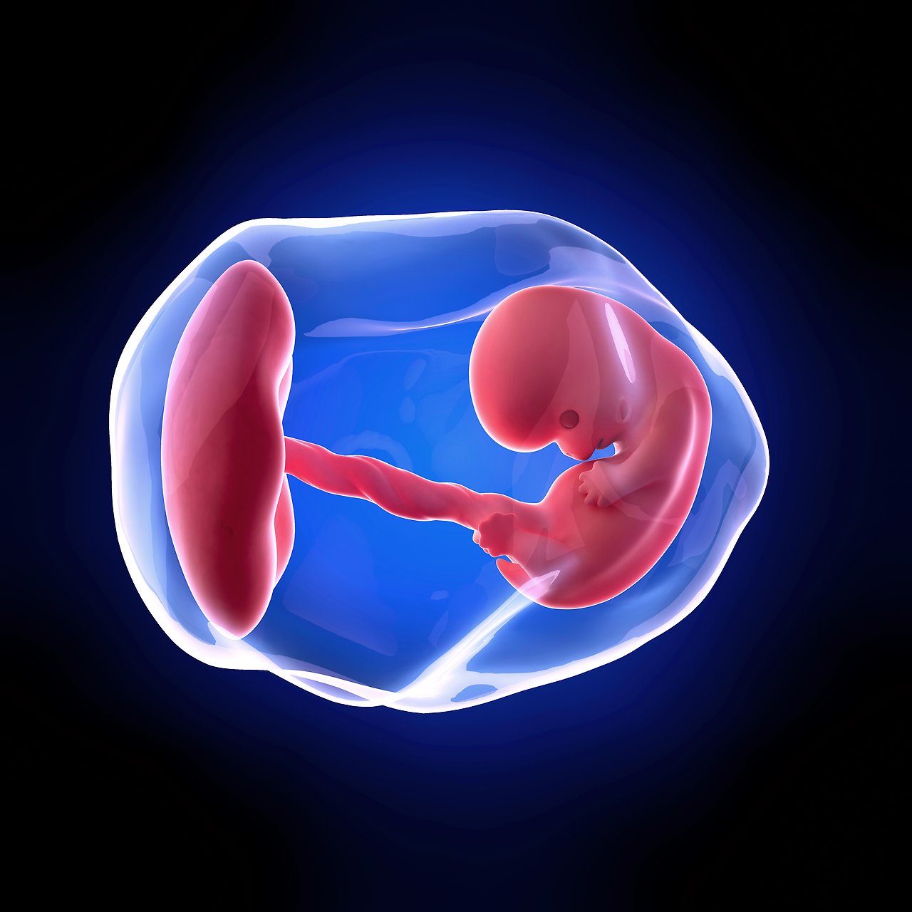 Человеческий эмбрион 8 недель